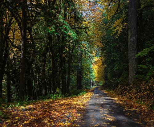 A very inviting road . . . . . . #fallcolors #fall #autumn #fallvibes #autumnvibes #nature #autumnco