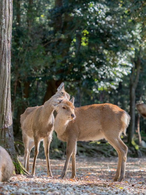 朝の春日大社と手向山八幡宮（の写真だけではないですが…笑）。ブラウニーさんたってのオススメポイントだけに、今まで見たことのない光景が広がります。お勤めにでられる巫女の方、そして仲良しな鹿