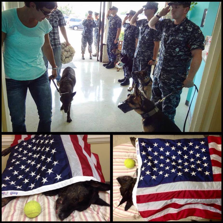 goddamnhandcannon:  Taken from Military Working Dogs Facebook page. In memory of