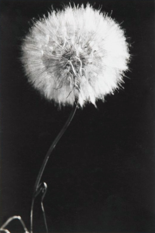 Théodore Blanc (1898-1985) et Antoine Demilly (1892-1964), Etude de fleurs, vers 1950-1960