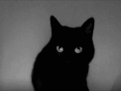 makingoutwithmydemons:                          black cats & my inner demons