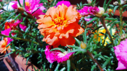 lorelafa: Portulaca.