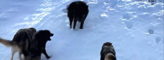 tumblr_o4ep7d8lvq1uh01nqo2_540.gif