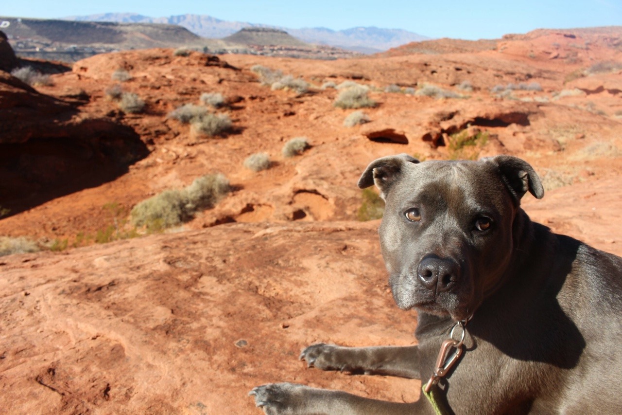 amanda-kathleen:  Another photo of my desert doggo at Pioneer Park. She is such a