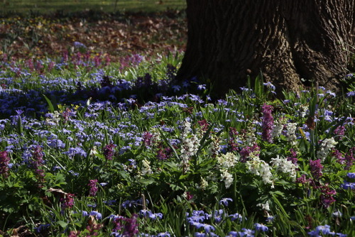 Berggarten Hannover