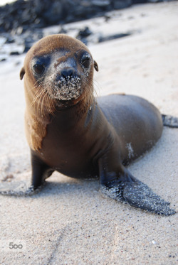 allbabieson:  Baby Seal