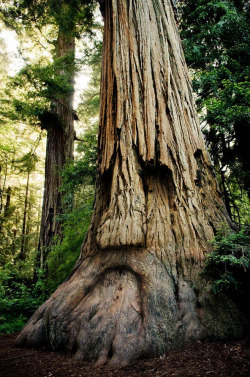 little-ones-stuff:  insidemyoffice:  brutalgeneration:  The Great Deku Tree by ~mattleese87   It’s an Ent! 😍  Way cool!!!