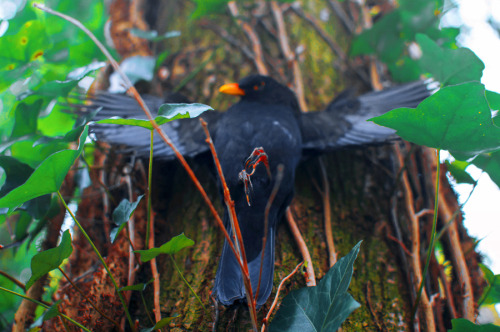 artofmaquenda:    “In order to see birds it is necessary to become a part of the silence.” ― Robert Lynd    