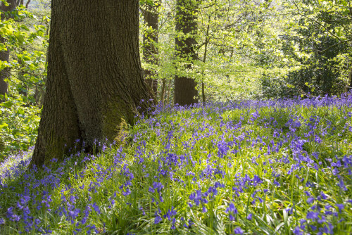 Etherow country park by Andrew Kearton