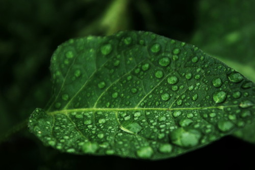 photos-worth:Misty Leaf, by jakewi