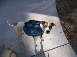 handsomedogs:  This is my buddy Goblin, who I adopted from the Kentucky Humane Society a little over two years ago trying on his new hiking backpack.