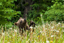 magicalnaturetour:  Playful Grizzly Cub by