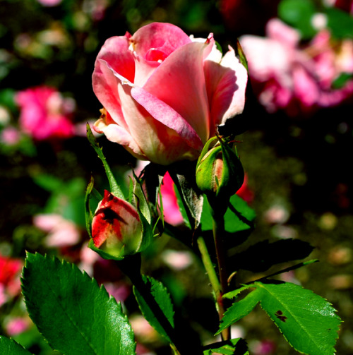 gothiccharmschool: staxilicious: Woodland Park Roses She takes wonderful photos. Hi Stax!