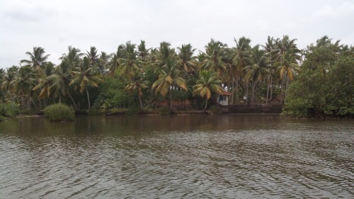  Kerala Tourism on the Backwater. ( Coconut palms, sunset)