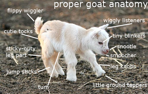 thisisafancyurl:  ANATOMY OF A GOAT This is my absolute favorite thing on the internet.