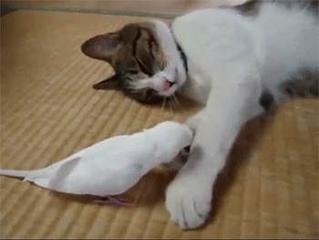 sizvideos:  Bird wakes his best friend…a cat! - Video 