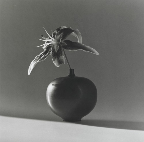 fragrantblossoms:  Robert Mapplethorpe, Flower, 1985. 