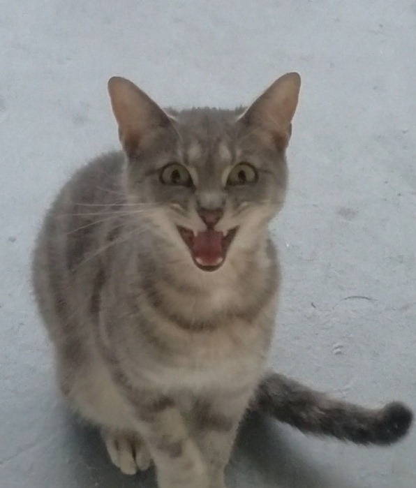 boomerangjr: “Aaaaaaaa!!!!”  – Grayson :D