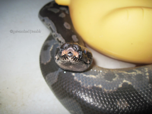 kookootegu-deactivated20140727:Ｒｕｂｂｅｒ ｄｕｃｋｙ， ｙｏｕ＇ｒｅ ｔｈｅ ｏｎｅ~ ~ｙｏｕ ｍａｋｅ ｂａｔｈｔｉｍｅ， ｓｏ ｍｕｃｈ ｆｕｎ 