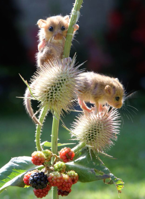 kangamommy:  nubbsgalore:  the wwf’s living planet report 2014, which discovered that we’ve lost half of all the world’s wildlife in the past fourty years, showed more specifically that the population of common dormice dropped by 43 percent between