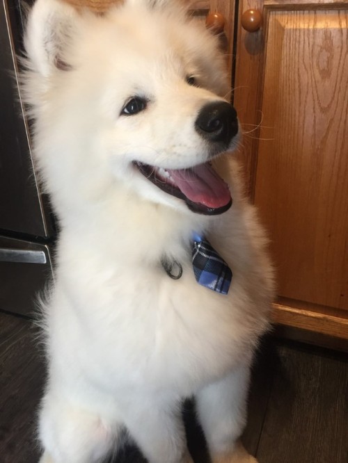 neothesamoyed:“It’s time for my 12 o'clock treat please”  My puppy’s Tu