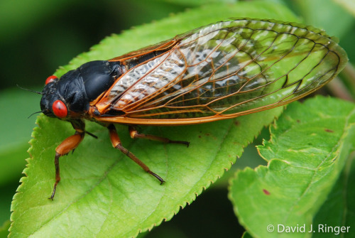onenicebugperday:Pharaoh cicada,Magicicada septendecim, one of the 17-year periodical cicadas set to
