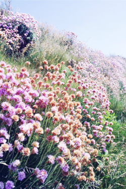 expressions-of-nature:  by Anna in Cornwall 