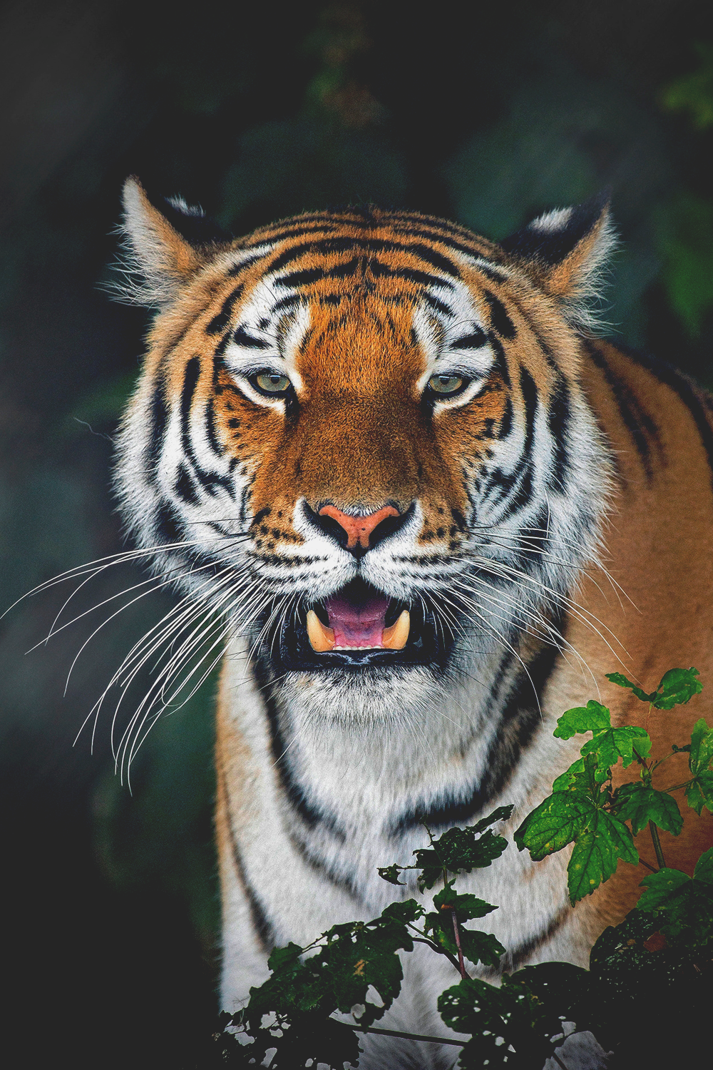 Tiger | S.L.Δ.B.