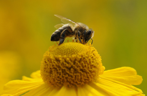 Happy #PollinatorAwarenessWeekThis week, we celebrate the humble insect pollinators who work hard to