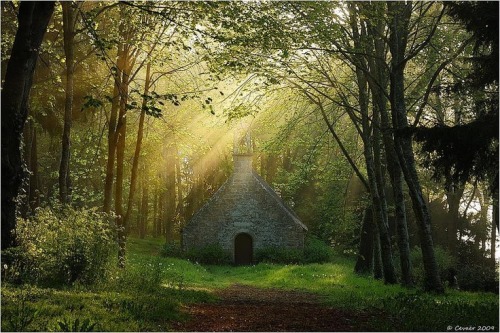 bluepueblo:  Sun Rays, The Enchanted Wood photo via jessica 