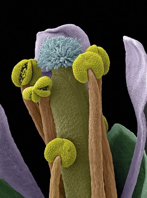 hafid505: Scanning electron micrograph (SEM) of an Arabidopsis thaliana flower, also commonly known 