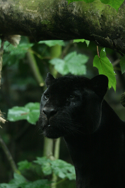 Wildlife World Zoo