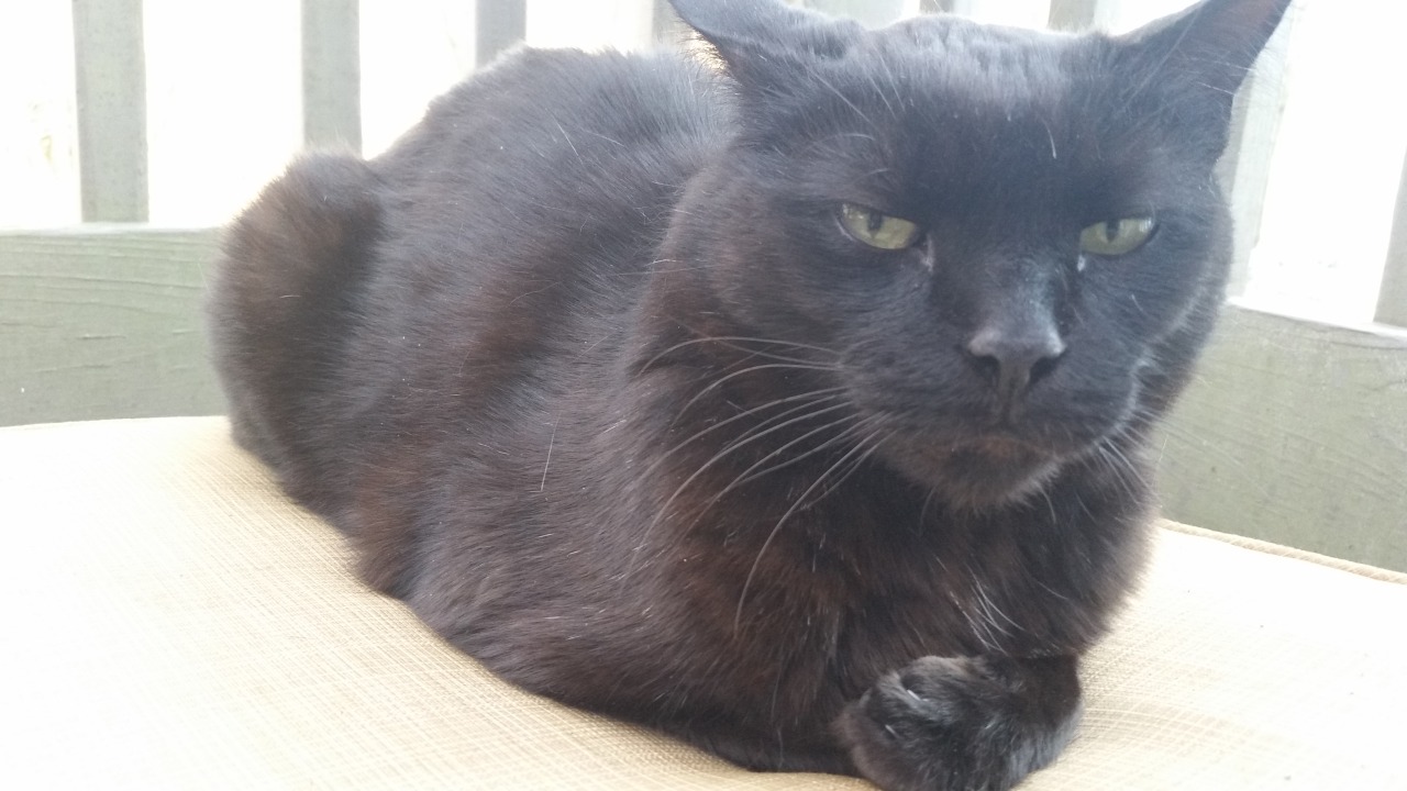 Lost Cat Unknown in WEYMOUTH, MA - LostMyKitty.com