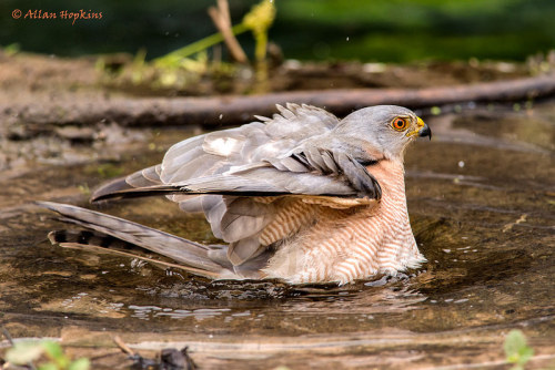 Shikra (Accipiter badius) &gt;&gt;by Allan Hopkins 