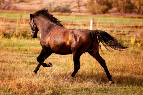 merlin galloping in the pasture