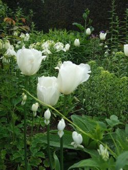 Tulips, Bleeding Hearts, And Lilies.