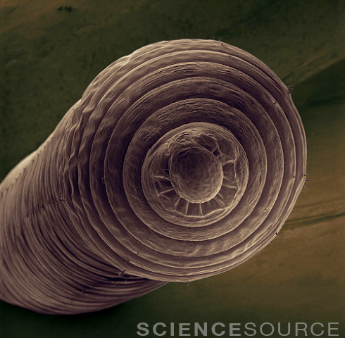 Science Source Images on Tumblr: Image JA5592 (Earthworm, Showing Mouth and  Lip)