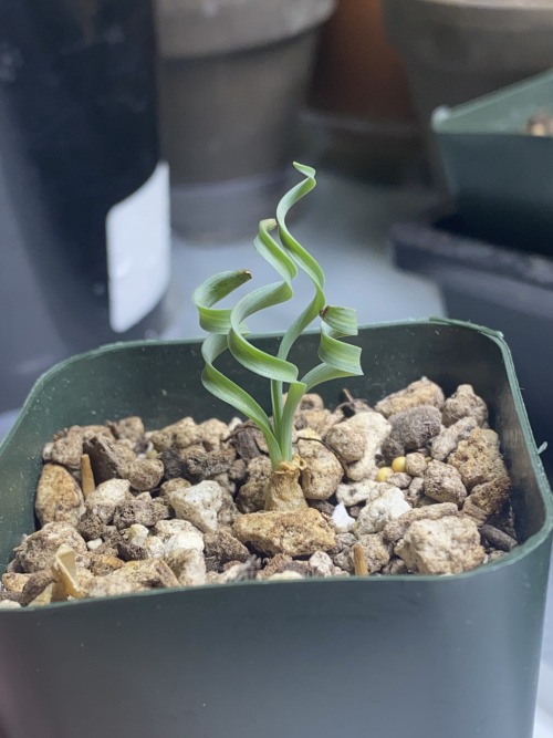alex-grows-pomegranates:The winter growing babies have woken up!— Albuca concordiana (day 438)— Anot