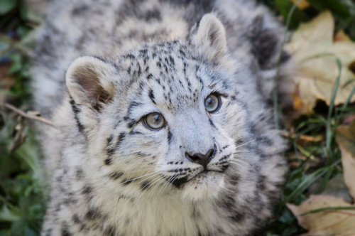 johnnyslittleanimalblog:Snowleopard, Stuttgart VIII #CUB VERSION by Areksim