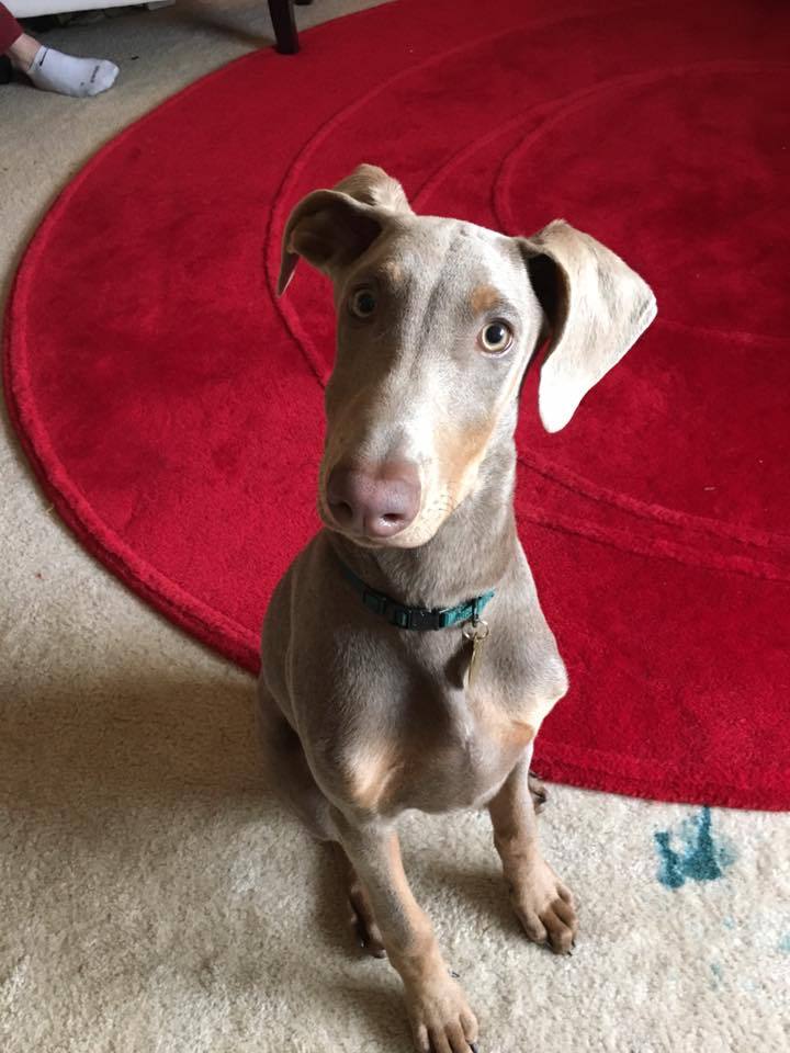 doggosforyoursoul:  attentive baby! 