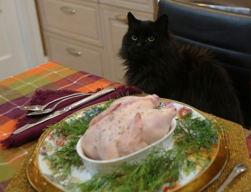 Happy Fangsgiving!(A little early, but tomorrow is going to be very busy.) Nimitz and Yamamoto got a