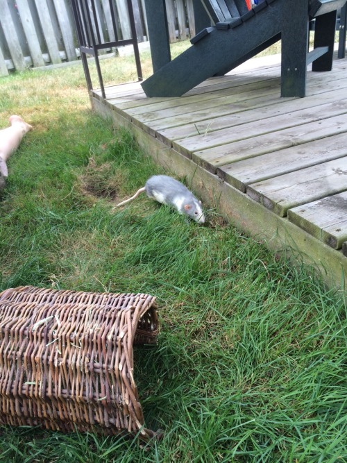 chinburd:  Harvey Dent plays in the cool grass. :) 