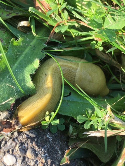 snailcare: super-sweet-slugs: This week I’m on a snail/slug journey to Northern California/Ore