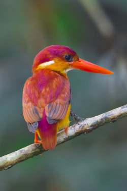 wonderous-world:  Rufous-Backed Kingfisher