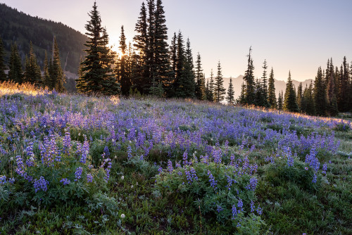 expressions-of-nature:Mount Rainier, WA by Sarah Dove Chandler