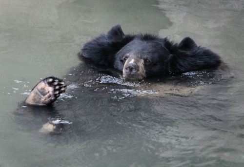 fridaybear:FRIDAY IS HERE! Enjoy your weekend.