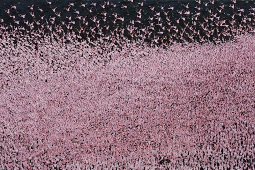 unusuallytypical: Amazing Photos of Animals CongregatingMonarch ButterfliesStingraysBatsElephantsFla