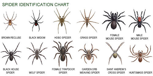 Brown recluse spider bite