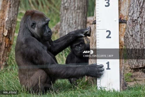  Gorilla “Mjukuu” and her baby “Alika” check out a measuring device in an en