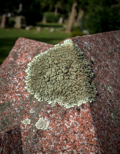 microcosmicobservations:The local graveyard is such a good place to look for lichens.Facebook | YouT
